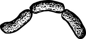 Sausage