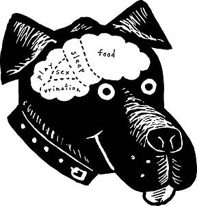 Brainmap of Dog