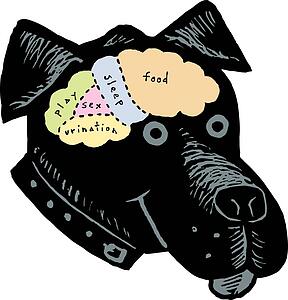 Brainmap of Dog