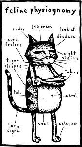 Feline Physiognomy