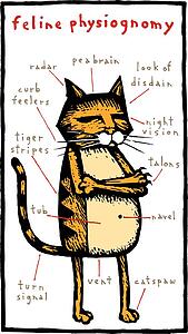 Feline Physiognomy