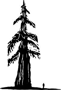 redwood