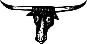 steer