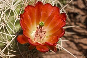 Orange flower growing on a cactus