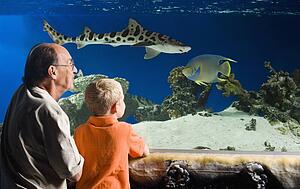 Grandfather and grandson watching fish at aquarium