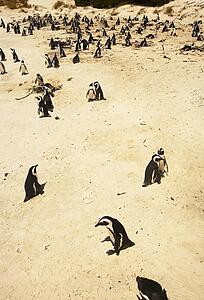 Penguins on a beach