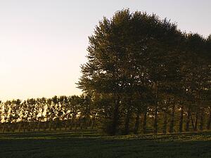 Row of trees