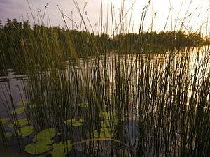 Lily pads on a lake