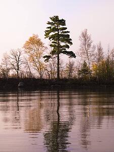 Trees reflected in a lake
