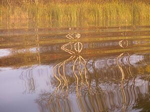 Ripples in the water