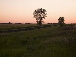 Trees in a field, Manitoba, Canada