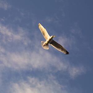 Seagull soaring in the sky
