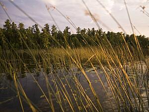 Reeds, Lake of the Woods, Ontario, Canada