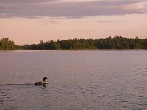 Loon (Diver) swimming in the water