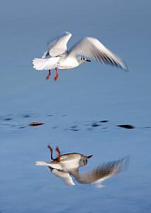Bird landing
