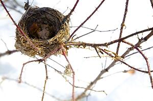 Birds nest