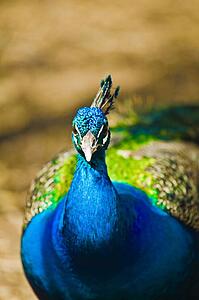 Indian Blue Peacock