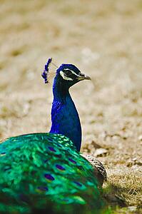 Indian Blue Peacock