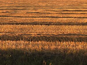 Farmer's field