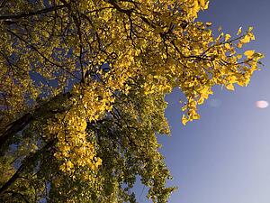 Autumn tree