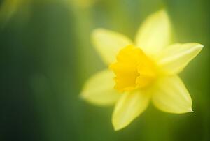 Daffodil