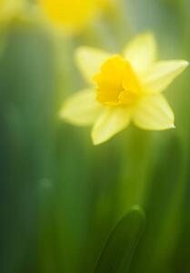 Daffodil
