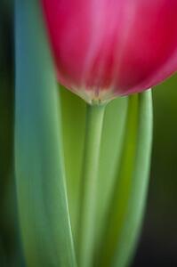 Pink tulip