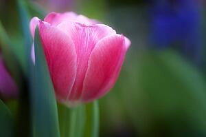 Pink tulip