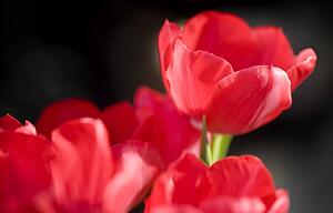 Red tulips