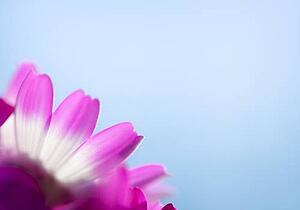 Pink and white flower petals