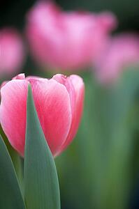 Pink tulip