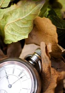 Pocket watch on leaves