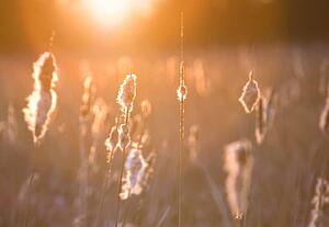 Meadow in the morning