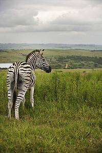 Zebra (Hippotigris Dolichohippus) 