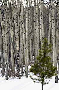 Forest of trees