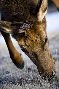 Elk (Cervus canadensis)