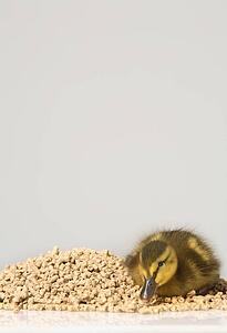 Duckling sitting on feed