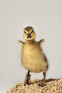 Duckling standing on feed
