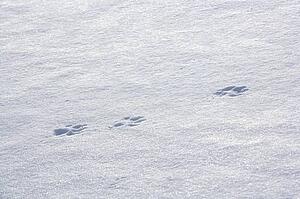 Wolf tracks in the snow