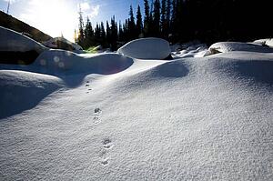 Animal tracks in the snow