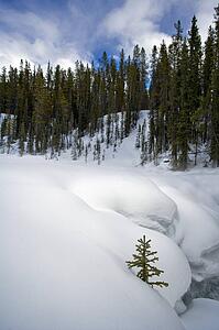 Snow covered ground with trees