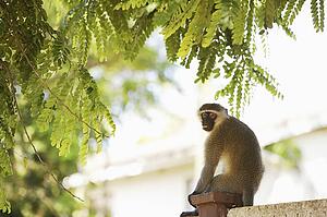 Monkey sitting on a fence post