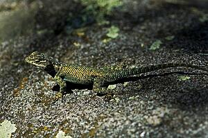 An iridescent juvenile mountain spiny lizard