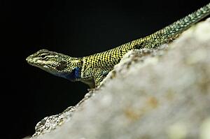 Spiny lizard (Sceloporus)