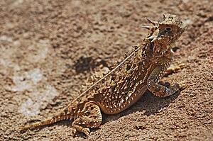 Texas horned lizard, (Phrynosoma Cornutum), Texas, USA