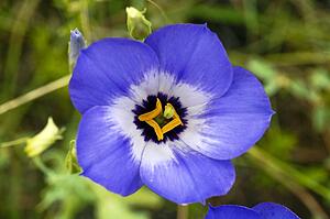 Texas bluebell flower