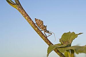 A wheel bug crawling across a tree limb 
