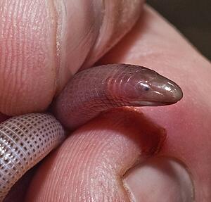 Fossorial amphisbaenia being held