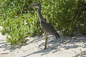A yellow crowned night heron