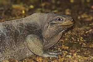 Virgin Islands rock iguana